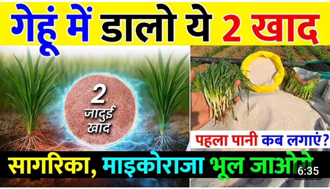 गेहूं की फसल