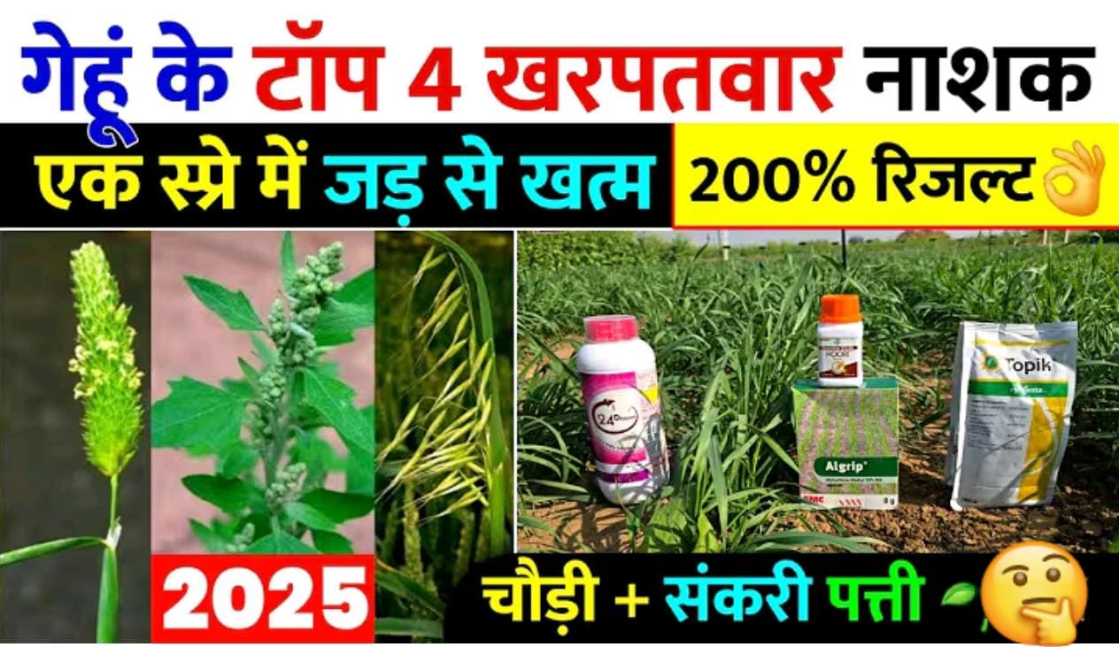 गेहुं के लिए 4 टाँप