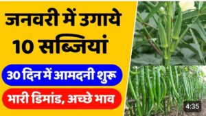 लगायें ये सब्जीया, बिकेगी 100₹ किलो, 30 दिन मे मालामाल